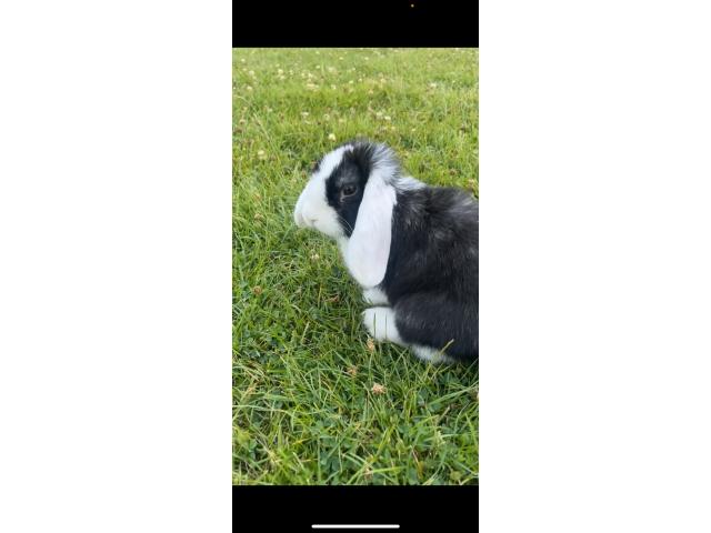 Lapin nain hollandais oreilles tombantes