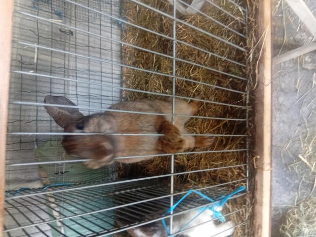 Lapin papillon