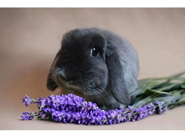 Lapine naine
