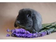 Annonce Lapine naine