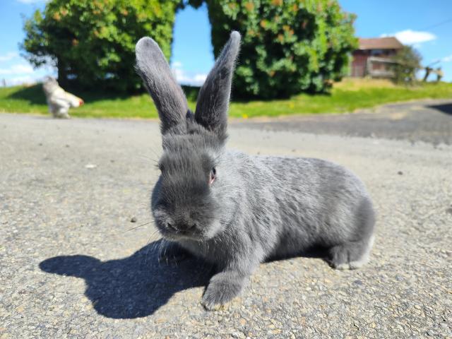 Lapins