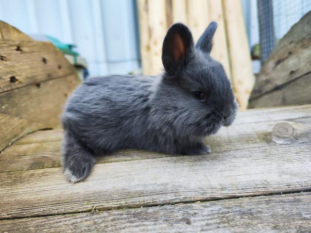 Lapins
