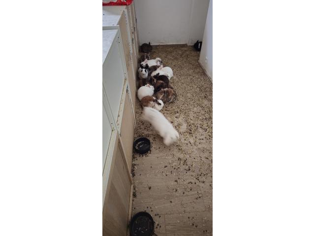 Lapins adultes