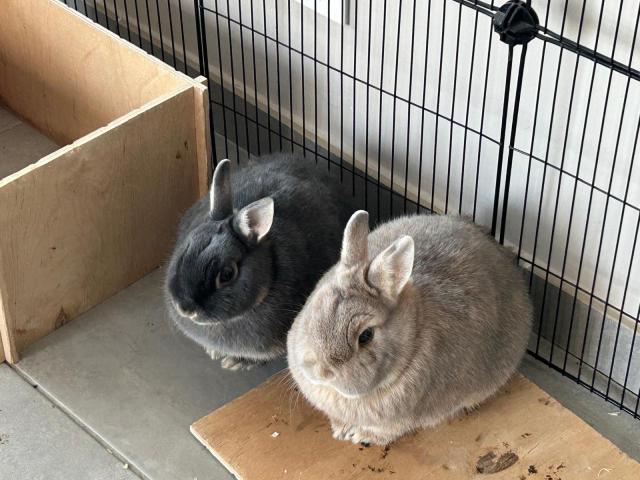 Lapins béliers