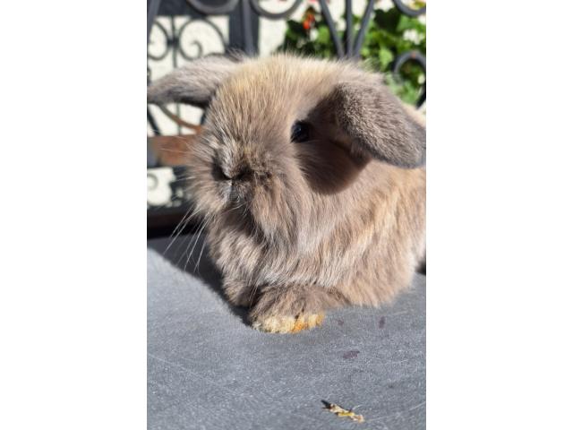 Lapins nain bélier poils mi-longs