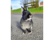 Annonce Lapins nains