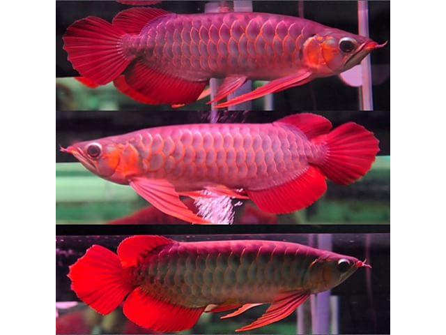 Les magnifiques poissons arowana asiatiques super rouges et