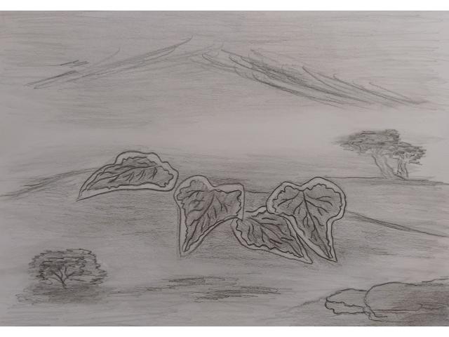 Lierre, hedera helix - dessin