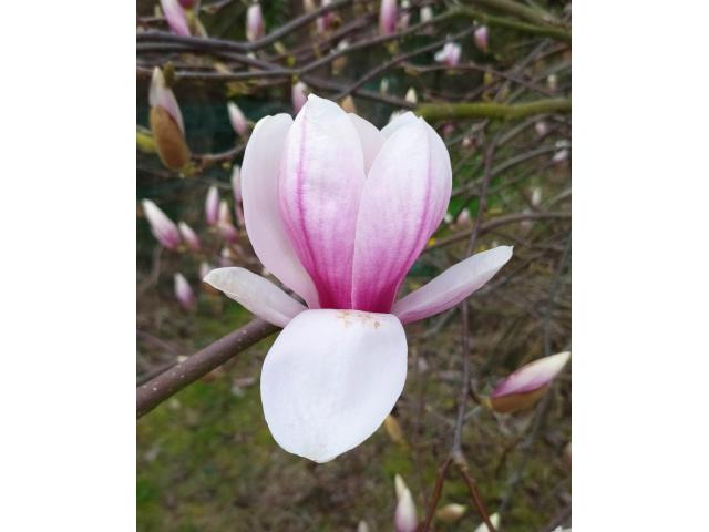 Photo Livraison de fleurs de Magnolia comestible sans pesticide.  Prise et remise à domicile ou à un autre image 1/1