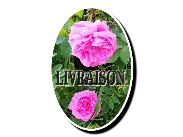 Photo Livraison de rose rose. image 1/1