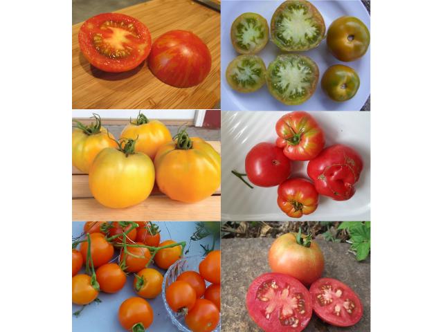Lot de 6 variétés de graines de tomates précoces