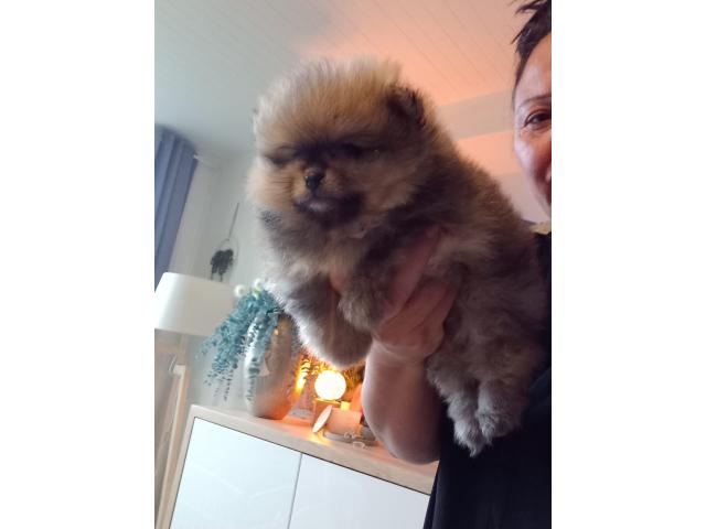Loulou pomeranie ( spitz nain)