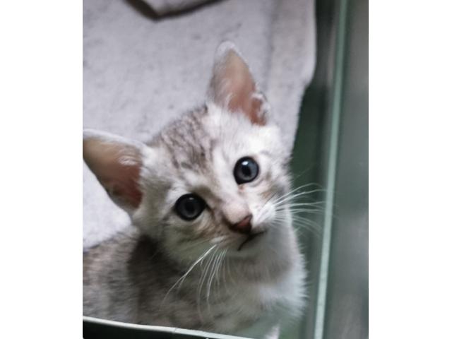 Mafnifiques Chatons Bengal LOOF