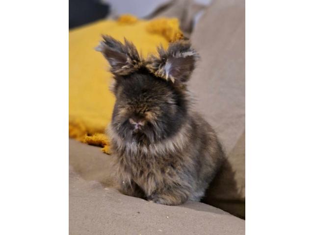 Magnifique Anglais angora