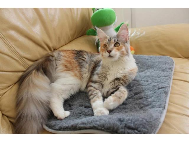 Magnifique chat a donner