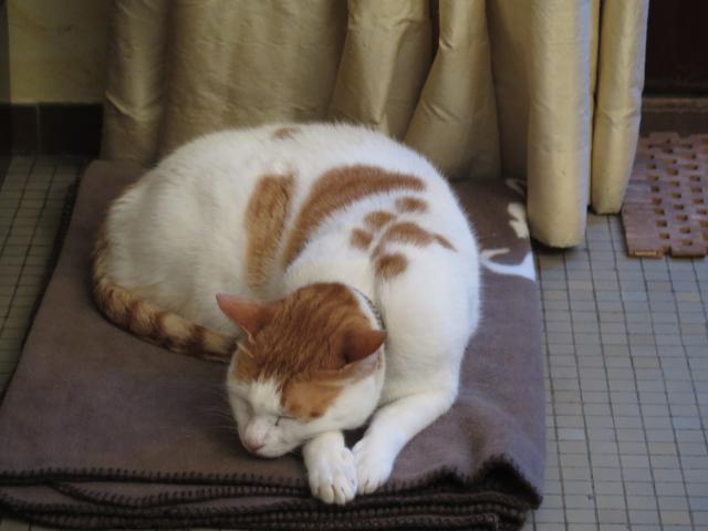 Photo Magnifique chat blanc et roux à adopter pour raisons familiales image 1/3