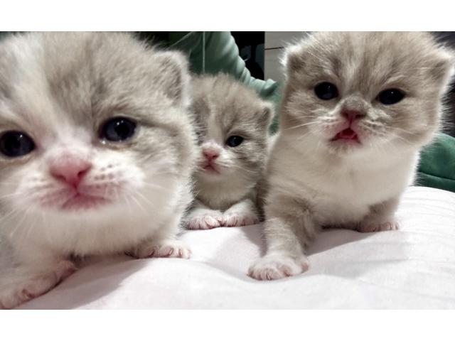 Magnifique chaton British shorthair