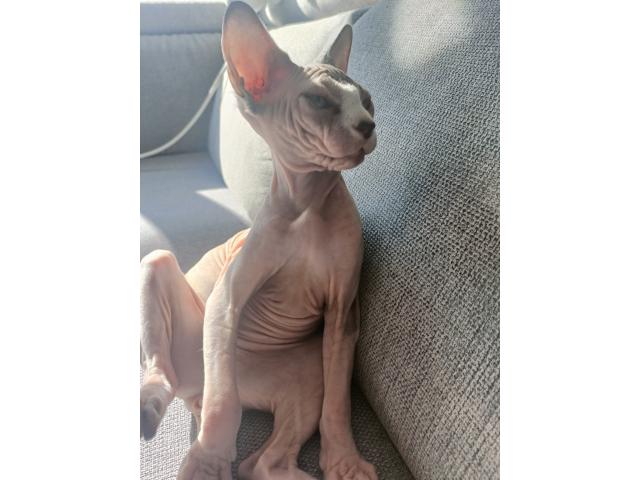 Magnifique chatons sphynx femelle