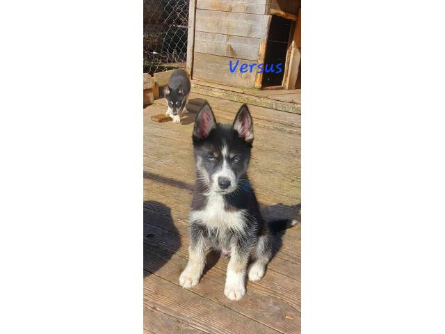 magnifique chiot husky sibérien disponible