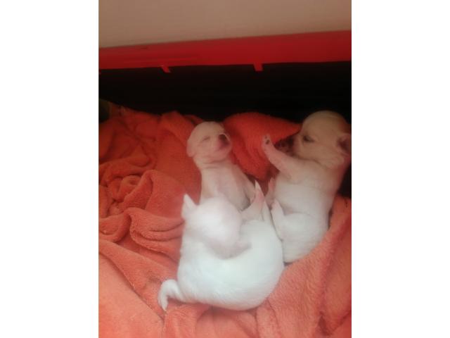 Magnifique chiots