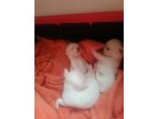 Annonce Magnifique chiots