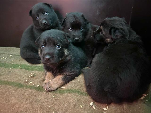 magnifique chiots berger allemand