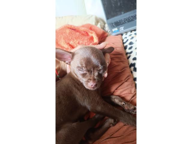 Magnifique chiots chihuahua