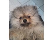 Annonce Magnifique chiots Spitz nains maman agree  HK 01600994