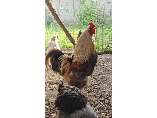 Magnifique Coq Brahma a vendre