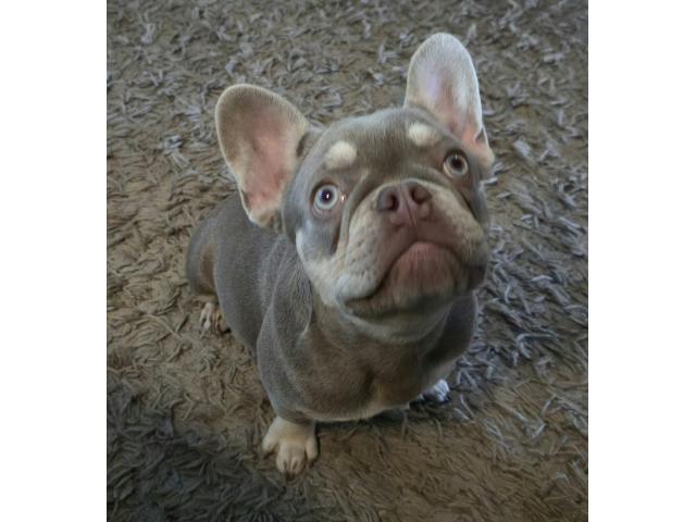 Magnifique femelle bouledogue français