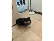 Annonce Magnifique femelle loulou Poméranie 12mois très petite taille pucé et vaccin ok.