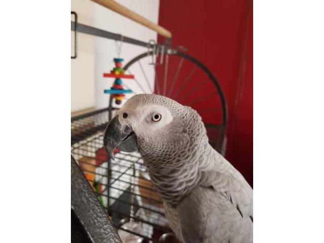 Photo Magnifique perroquet gris du gabon de 2 ans image 1/1