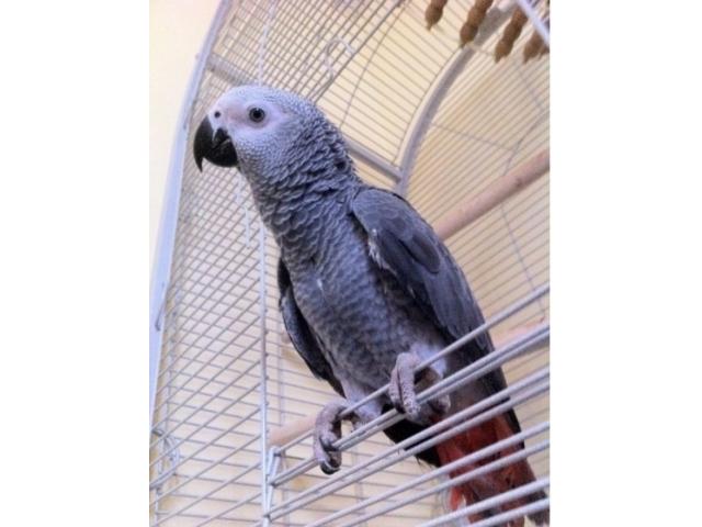 magnifique perroquet type gris du Gabon