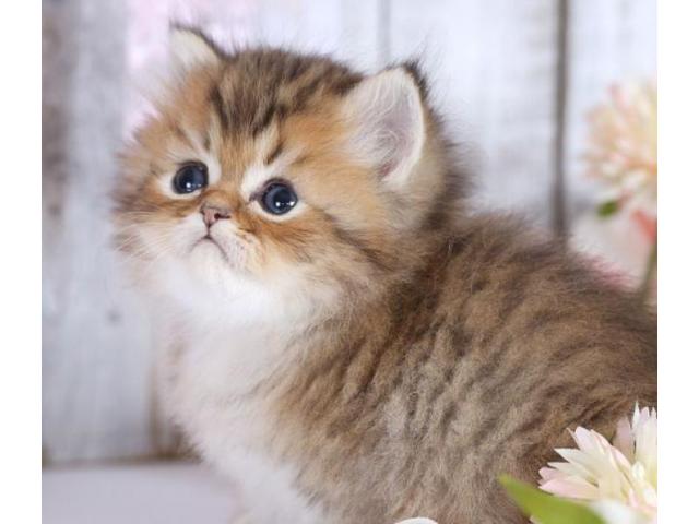 Photo Magnifique portée de 4 chatons persans LOOF nés le 20 juillet 2021 image 1/2