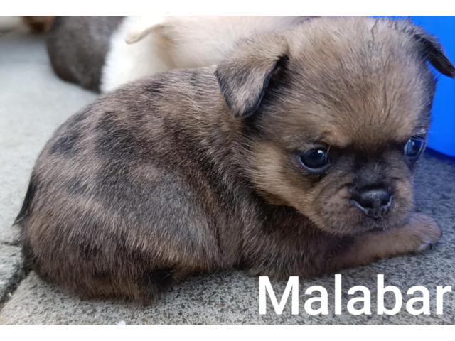 magnifique pug pom (Carlin Loulou de Poméranie)