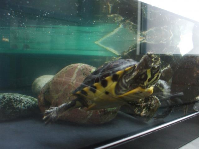 Magnifique tortues aquatique verte et jaune avec leur vivarium.