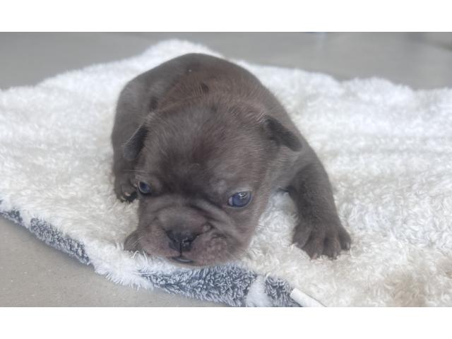 Photo Magnifiques bouledogue français image 1/6