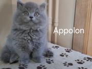 Annonce Magnifiques british longhair bleus
