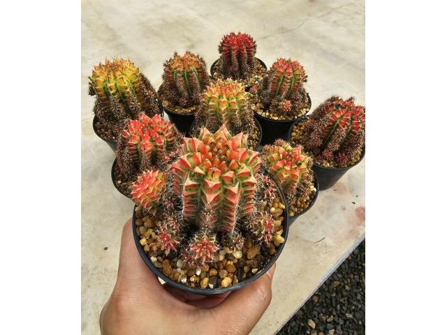 Magnifiques Cactus Gymnocalycium Mihanovichii