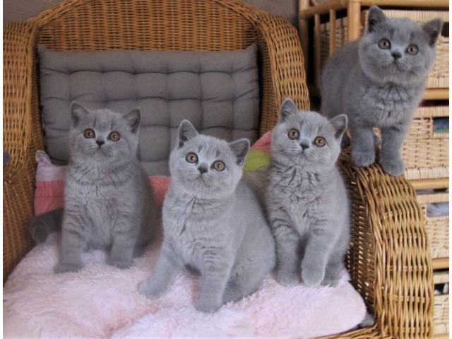 Magnifiques chatons british shorthair