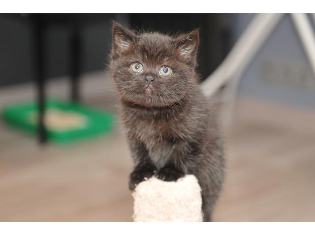 Magnifiques chatons British Shorthair a réserver