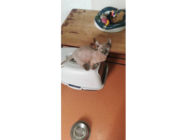 Photo Magnifiques chats nus Dwelf et Elf image 1/3