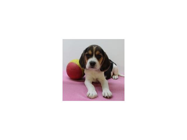 Magnifiques chiots Beagle