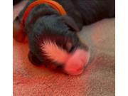 Annonce Magnifiques chiots bouvier bernois
