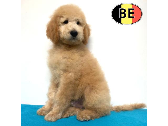 Magnifiques chiots Caniche Royal