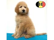 Annonce Magnifiques chiots Caniche Royal