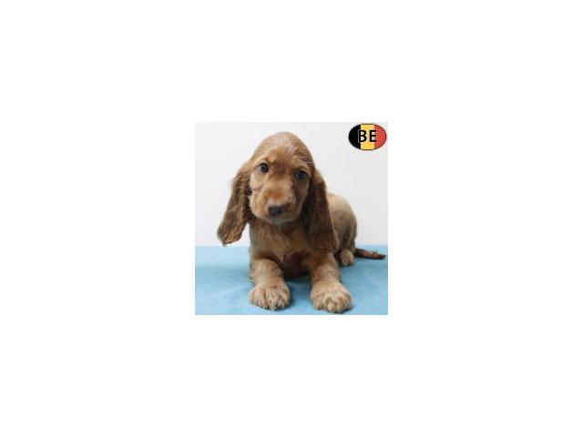 Magnifiques chiots Cocker anglais roux