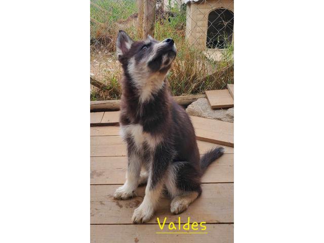 Magnifiques chiots husky sibérien prêts à l'adoption