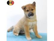 Annonce Magnifiques chiots Shiba Inu à vendre