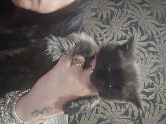 Main coon